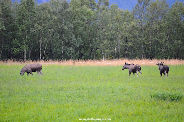 Skittish moose along the Kystriksveien